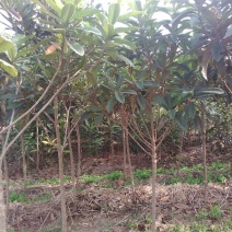 枇杷树171~200cm