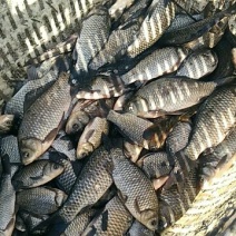 河鲤鱼食用1~2公斤
