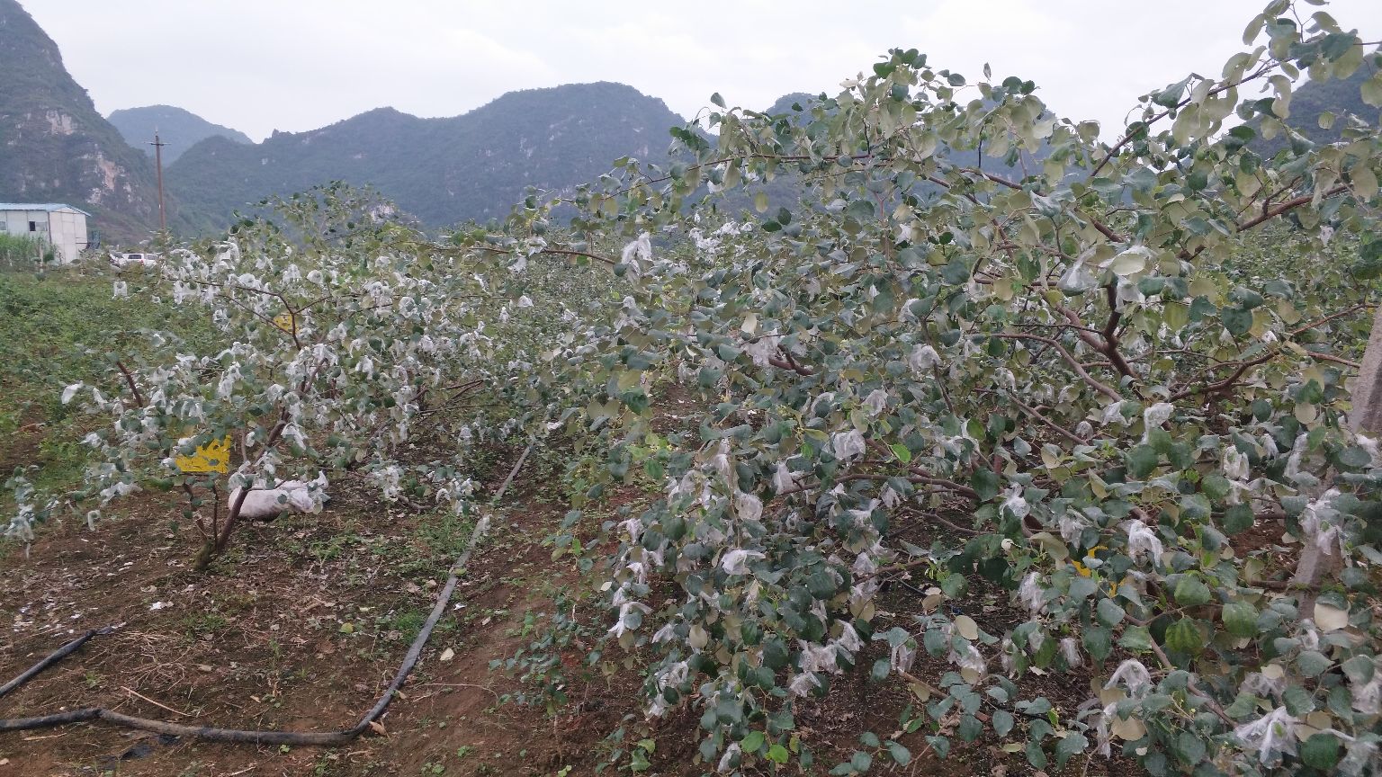 纪实风格摄影:青枣产区真实采摘场景,突出人物与果树的关系,强调人本农业与可持续种植理念,画面温暖、质朴、富有故事感 青枣采摘人文纪实:一位戴草帽的中年女果农站在青枣树下,伸手轻摘一颗青枣,阳光透过枝叶在她手臂投下斑驳光影,背后可见挂满青果的茂盛树冠与远处丘陵地貌