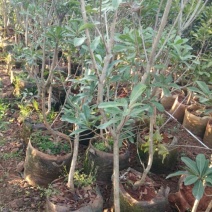杨梅树171~200cm