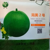 甜瓜种子