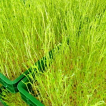 松柳芽苗菜包装