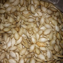 甜瓜种子