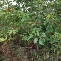 秋枫201~230cm