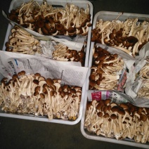黄茶树菇12cm