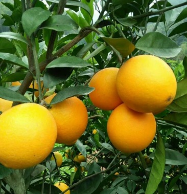 兴山万亩锦橙果园专业合作社,俗称鹅蛋橙,小长虹橙