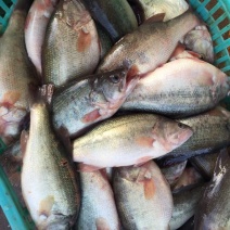 鳜鱼30~40cm食用冰鲜鱼