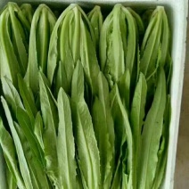 油麦菜批发油麦菜20~25cm以上货量巨大日供3万斤