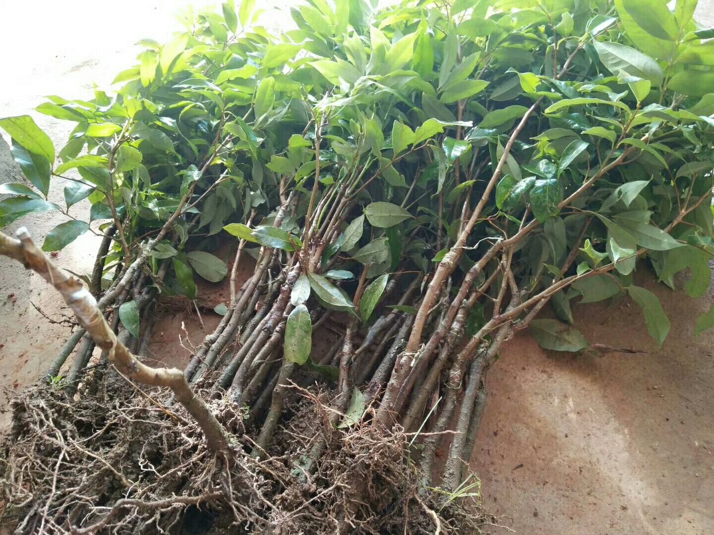 无核荔枝苗幼苗特写