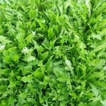 蒲公英叶茶，全道茶叶工序