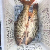 黄河鲤食用3公斤以上
