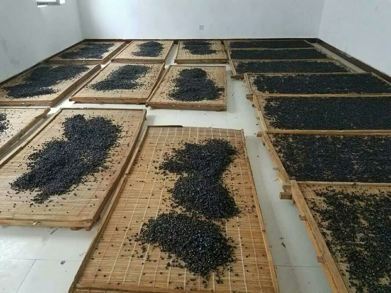 一片开阔的农家院落中,竹匾上铺满鲜红的枸杞果实,正在阳光下自然晾晒。旁边放置一盆清水和小刷子,体现传统手工处理方式 枸杞晾晒场景