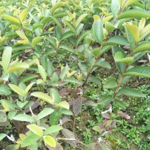 西瓜番石榴苗50~80cm