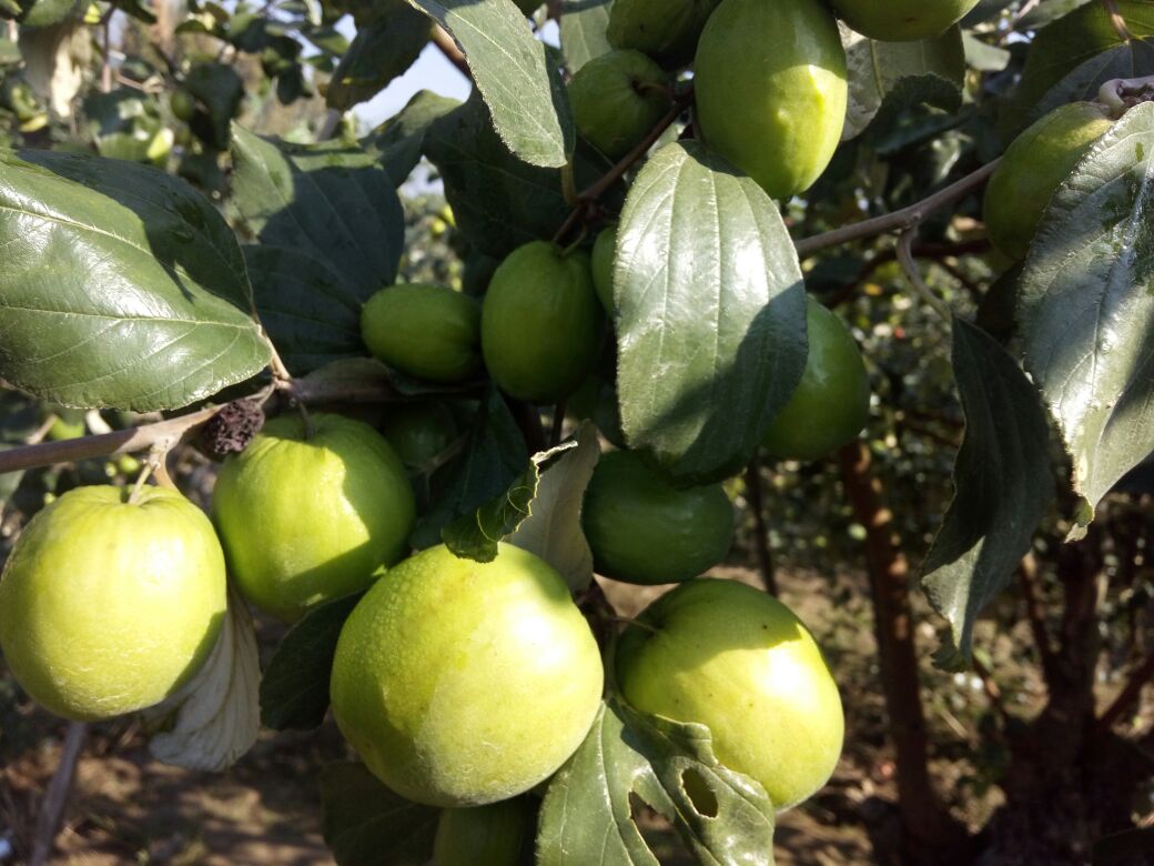 青枣果园四季管理示意图