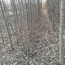 木瓜树231~260cm