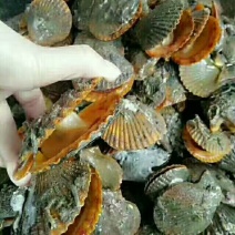 干瑶柱