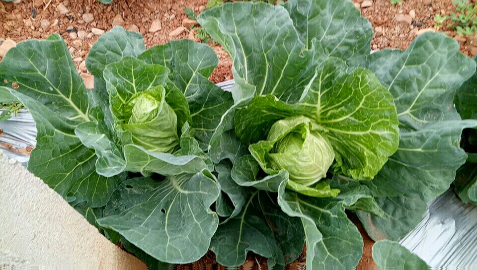 徐州牛心甘蓝种植基地航拍图