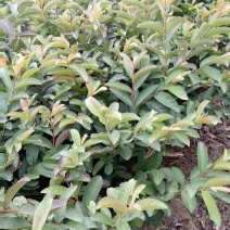 番石榴苗30~50cm