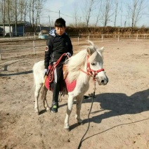 矮马100~200kg