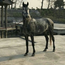 阿拉伯马400~500kg