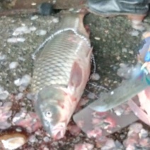 河鲤鱼2~3公斤食用