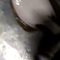 鸦片鱼食用活鱼
