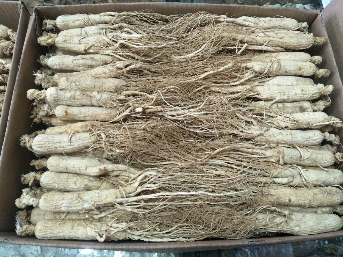 不同地区鲜人参采收时间对比图表