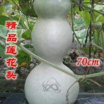 葫芦种子