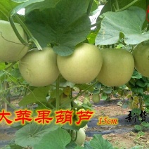 葫芦种子