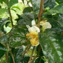 百年大树茶一级