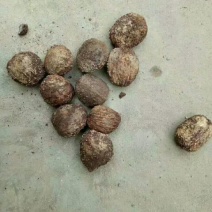 油桐籽