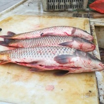 鲤鱼鲤鱼壳