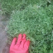 苦菊12~15cm