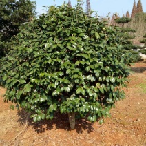 茶梅2~4cm4cm以下3~3.5米