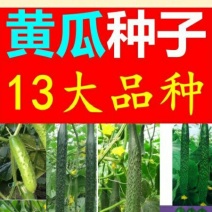 黄瓜种子水果黄瓜13大品种