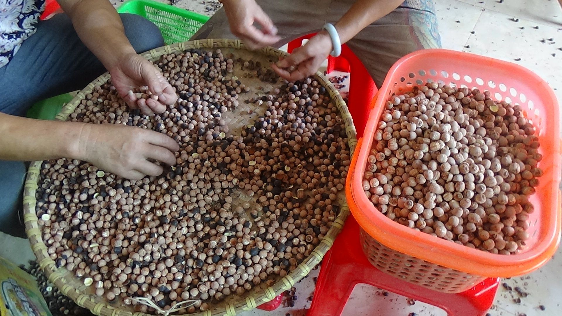 磨皮湘莲加工场景图