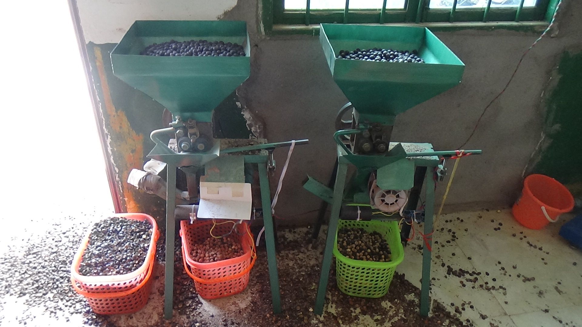 现代化莲子加工车间内景,工人正在操作全自动莲子去芯机,传送带上莲子有序流动,背景有‘湘莲精深加工生产线’标识,墙上张贴质量管理体系认证证书,体现标准化生产流程 湘莲加工车间实景图