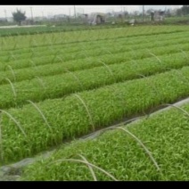 竹叶空心菜15~20厘米