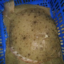 多宝鱼食用活鱼