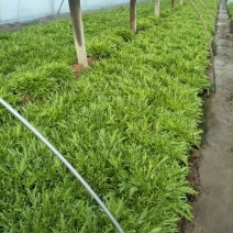 苦菊10~12cm