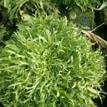 苦菊15~20cm