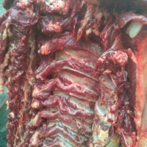 正宗驴肉，带皮驴肉，五分体带骨白条，驴副产品