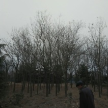 栾树8~10cm6~8cm3.5~4米
