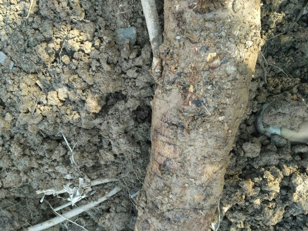 中国地图标注三个主要葛根产区:河南省南阳市区域标记为‘野葛主产区’,图标为药用根茎图案;广西贵港市区域标记为‘粉葛主产区’,图标为白色粉末状物质;云南红河州区域标记为‘野生/仿野生种植区’,图标为山地林下环境中的葛藤植株。附带图例说明土壤类型与年均异黄酮含量范围 中国主要葛根产区分布地图示意图