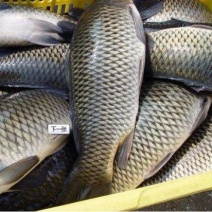 池鲤鱼食用1~2公斤