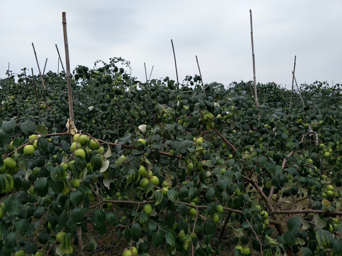 果园中的青枣树