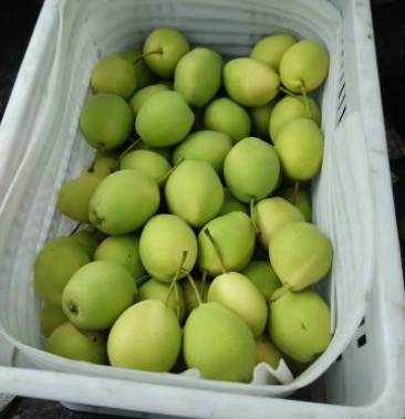 黄县长把梨 筐装 150~200g