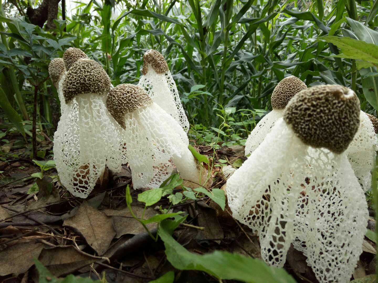 长裙竹荪破土而出的瞬间