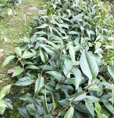 优质黑老虎布福娜根量大从优