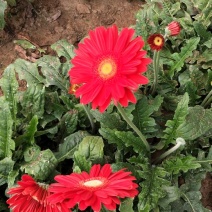 扶郎花